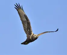 九游体育数据平台-蛺ok觶